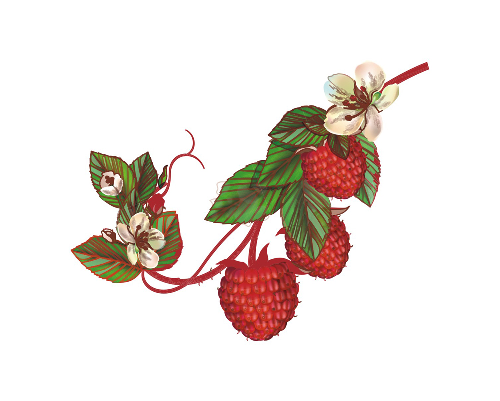 树莓酒包装食品饮料包装设计